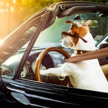 Le Coût du Permis de Conduire en France : Tout ce que Vous Devez Savoir Permis de Conduire